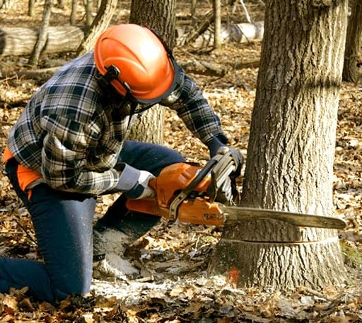 Tree Removal in Bynum, MT